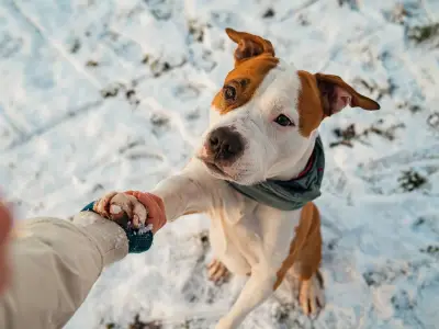 Why Dogs Place Their Paws on You While Being Petted: It's a Sign of Affection