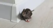 £1 Kitchen Staple That Will Keep Rats Away From Your Home For Good