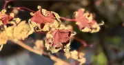 3 Essential Tasks to Protect Japanese Maples from Summer Scorch
