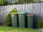 3 Garden Plants Never to Throw in Your Bin: Invasive Species Alert