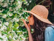 3 Simple Gardening Tasks for Stunning Star Jasmine Blooms in June