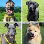 33 Dogs in North East Kennels Search for Loving Forever Homes