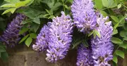 4 Common Plants That Cause Hefty Damage and Take Over Gardens
