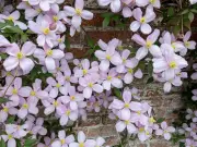 5 Fast-Growing Climbing Plants to Add Charm to Your Front Door