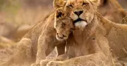 5-Year-Old Boy Snatched by Lion and Mauled to Death in India