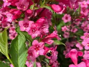 7 Essential June Gardening Jobs: Expert Tips for UK Gardeners