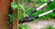 7 Essential June Gardening Jobs: Prune, Weed, Plant for Success