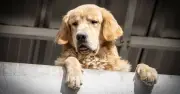 7-Second Pavement Test to Protect Dogs in 40C UK Heatwave