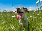 7-Second Test to Check if Pavement Is Too Hot for Your Dog in UK Heatwave