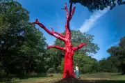 72% of London's trees at risk due to climate change by 2090