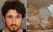 Alabama Man Throws Five Kittens from Car on Highway, Arrested for Cruelty