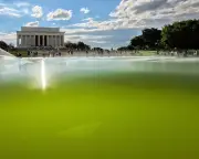 Algae Foils Trump's $14.2m Plan for Lincoln Memorial Reflecting Pool