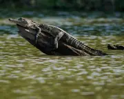 Alligator Attacks Fleeing Suspect in Louisiana Swamp