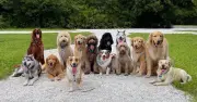 Animal Expert Reveals the Fussiest Dog Breed for Picky Eating