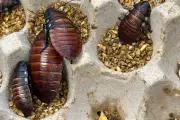 Australian Police Seize 100,000 Illegal Cockroaches in Record Bust