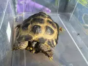 Baby Tortoise Miraculously Survives Jungle Box Fire in Buntingford