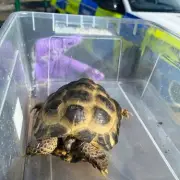 Baby tortoise sole survivor of soft play fire that killed meerkats, owls and more