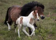 Badenoch Urges Starmer to Halt Dartmoor Pony Cull