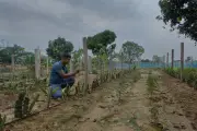 Bangladesh farmers fear water wars as aquifers collapse