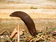 Banish Slugs and Snails from Potted Plants with One Bathroom Item