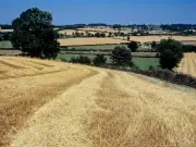 Barley planting falls to 16-year low as UK alcohol consumption drops