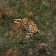 BBC Tiger Island Viewers Hail Never-Before-Seen Tiger Footage in New Doc