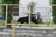 Bear Injures 4 in Japan Residential Area Amid Rising Attacks