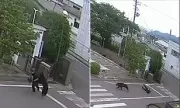 Bear Mauls Four in Japanese City After Rampage Through Factory