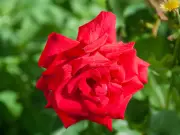 Best Natural Mulch for Roses: Shredded Bark Boosts Summer Blooms