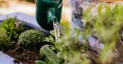 Best Time to Water Garden Plants in Summer Is Evening, Not Morning