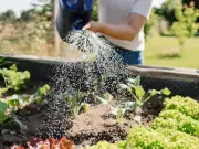 Best Time to Water Garden Plants in Summer Revealed by Experts