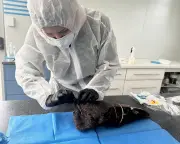 Bird Flu Confirmed in South Australia as H5N1 Spreads to Third Case