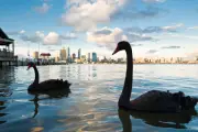 Bird Flu Poses ‘Very High Risk’ to 150 Australian Native Species