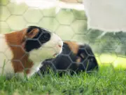 Blue Cross Warns Guinea Pig Owners: Temperatures Over 26°C Can Be Fatal
