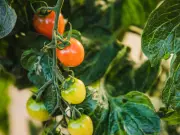 Boost Tomato Growth with This Old Gardener's Banana Peel Trick