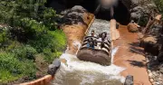 Boy, 13, Falls 50ft on Disneyland Ride After Climbing Out of Log Flume