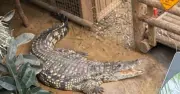 Boy, 3, Stable After Crocodile Enclosure Incident at UK Zoo