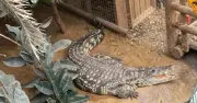 Boy, 3, Survives Crocodile Attack After Being Thrown into Enclosure at UK Zoo