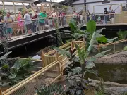 Boy, 3, Thrown into Crocodile Enclosure No Longer in Critical Condition