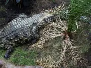 Boy Thrown Into Crocodile Enclosure at UK Zoo Now Stable