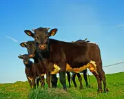 Brexit Trade Deals Threaten British Farming, Farmers Warn