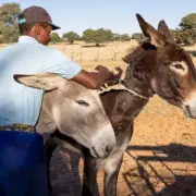 Can You Find All 10 Working Animals in This Brainteaser?