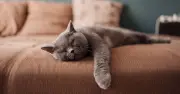 Cats Dream About Their Owners, Proving They Care While Sleeping