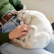 Cats Protection Warns of Hidden Arthritis in Older Cats