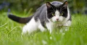 Cats Won't Go Near Gardens If You Scatter This 19p Item Everywhere