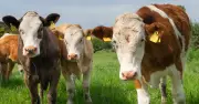Cattle TB Vaccine Rollout from 2030 to Eradicate Disease by 2038