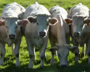 Cattle TB Vaccine Rollout in England from 2030 as Badger Cull Ends