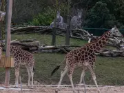 Chester Zoo Closes Early at 2pm Due to Extreme Heat Warning