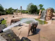 Chester Zoo to Close Early Due to Extreme Heat Warning