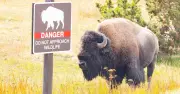 Child Injured by Bison at Yellowstone National Park